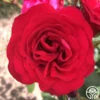 Crimson Sky -HEIRLOOM ROSES Sales crimson sky logo 03