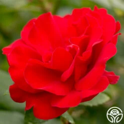 Crimson Sky -HEIRLOOM ROSES Sales crimson sky logo 04