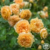 Crown Princess Margareta® 1 Crown Princess Margareta® -HEIRLOOM ROSES Sales crown princess margareta 1 2