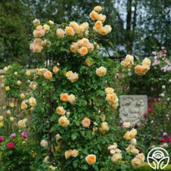 Crown Princess Margareta® -HEIRLOOM ROSES Sales crown princess margareta