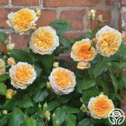 Crown Princess Margareta® -HEIRLOOM ROSES Sales crown princess margareta 3 2