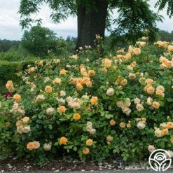 Crown Princess Margareta® -HEIRLOOM ROSES Sales crown princess margareta 5