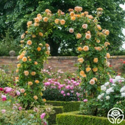 Crown Princess Margareta® -HEIRLOOM ROSES Sales crown princess margareta 6