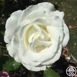 Crystalline™ -HEIRLOOM ROSES Sales crystalline 1 1 1