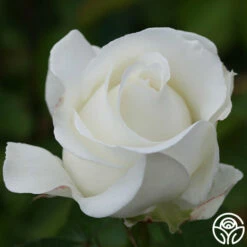 Crystalline™ -HEIRLOOM ROSES Sales crystalline 3 8