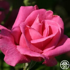 Cynthia -HEIRLOOM ROSES Sales cynthia 3 4