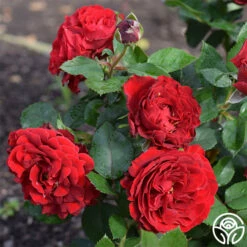 Dancing In The Dark™ -HEIRLOOM ROSES Sales dancing in the dark 2 5