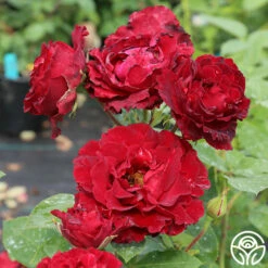 Dancing In The Dark™ -HEIRLOOM ROSES Sales dancing in the dark 3 5