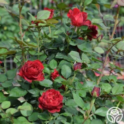 Dancing In The Dark™ -HEIRLOOM ROSES Sales dancing in the dark 5