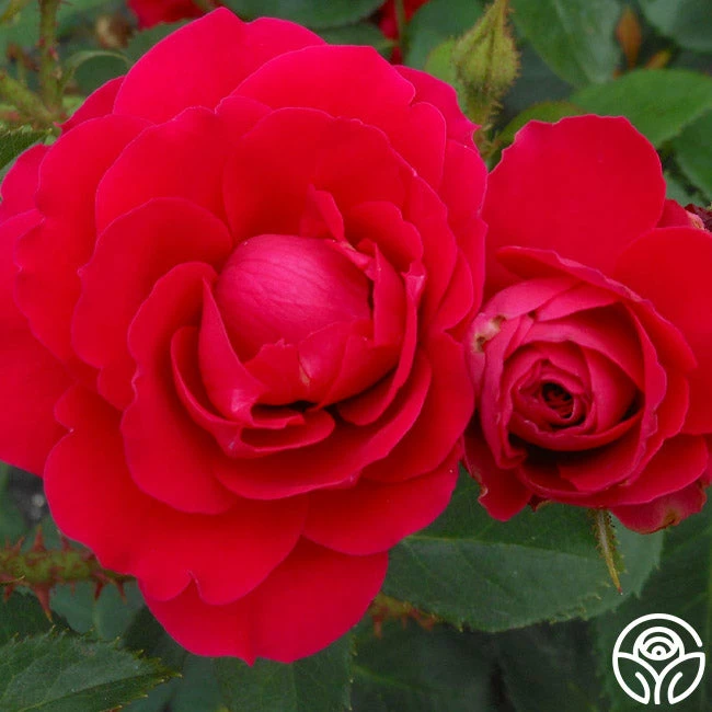 Danny Boy™ 4 Danny Boy™ - Image 2