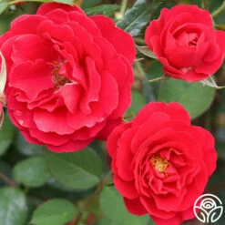 Danny Boy™ 8 Danny Boy™ -HEIRLOOM ROSES Sales danny boy 3 1