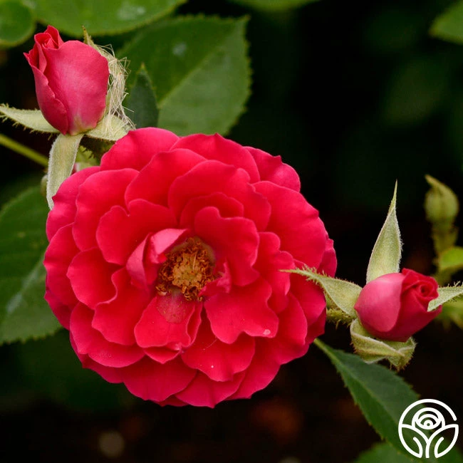 Danny Boy™ 6 Danny Boy™ - Image 4