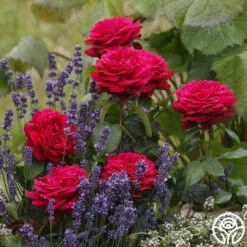 Parfuma® Dark Desire™ 9 Parfuma® Dark Desire™ -HEIRLOOM ROSES Sales dark desire 3 1