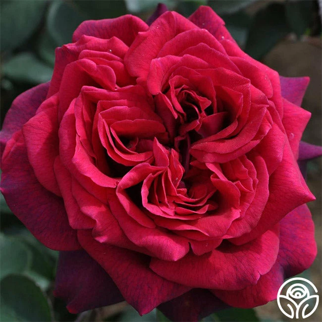 Parfuma® Dark Desire™ 4 Parfuma® Dark Desire™ - Image 2