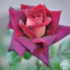 Dark Night™ -HEIRLOOM ROSES Sales dark night 11
