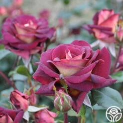 Dark Night™ 14 Dark Night™ -HEIRLOOM ROSES Sales dark night 2 1 2