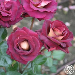 Dark Night™ 13 Dark Night™ -HEIRLOOM ROSES Sales dark night 8