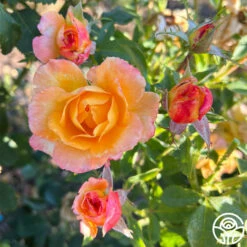 Dawn Chorus -HEIRLOOM ROSES Sales dawn chorus 12