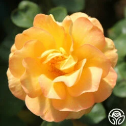 Dawn Chorus -HEIRLOOM ROSES Sales dawn chorus 3 1