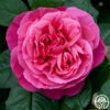 Dee-Lish® -HEIRLOOM ROSES Sales deelish 2