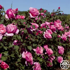 Dee-Lish® -HEIRLOOM ROSES Sales deelish 3