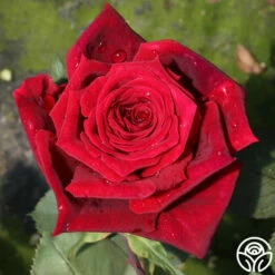 Deep Secret -HEIRLOOM ROSES Sales deep secret 18