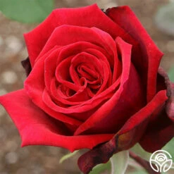 Deep Secret -HEIRLOOM ROSES Sales deep secret 1 1