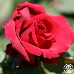 Deep Secret -HEIRLOOM ROSES Sales deep secret 3 1