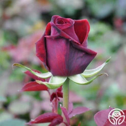 Deep Secret -HEIRLOOM ROSES Sales deep secret 4 1