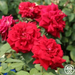 Deep Secret -HEIRLOOM ROSES Sales deep secret 6 1