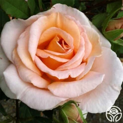 Desirée™ 12 Desirée™ -HEIRLOOM ROSES Sales desiree 1 8