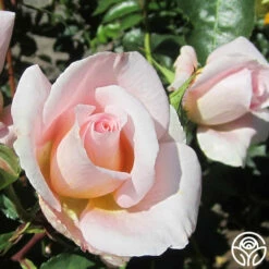 Desirée™ 15 Desirée™ -HEIRLOOM ROSES Sales desiree 2 2