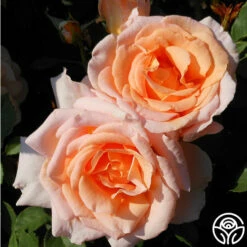 Desirée™ 16 Desirée™ -HEIRLOOM ROSES Sales desiree 3 8