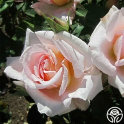 Desirée™ 17 Desirée™ -HEIRLOOM ROSES Sales desiree 4 8