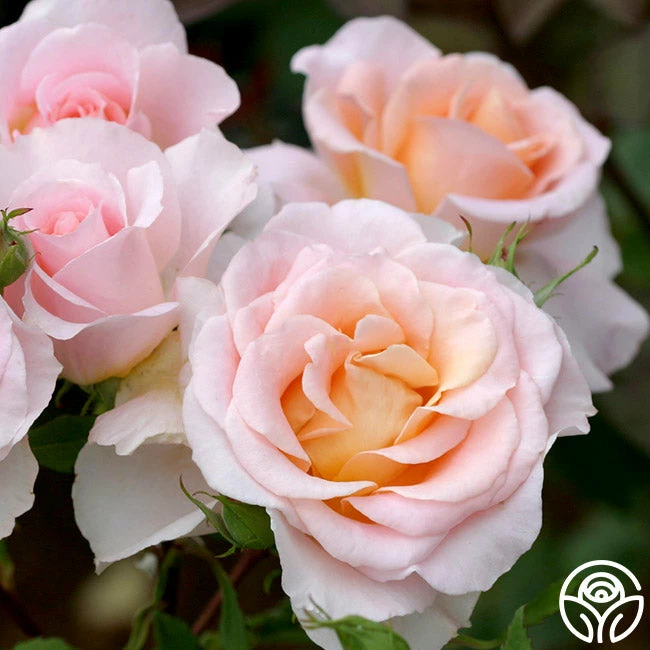 Desirée™ 4 Desirée™ - Image 2