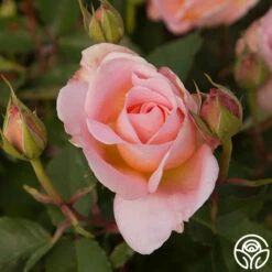 Desirée™ 14 Desirée™ -HEIRLOOM ROSES Sales desiree 7