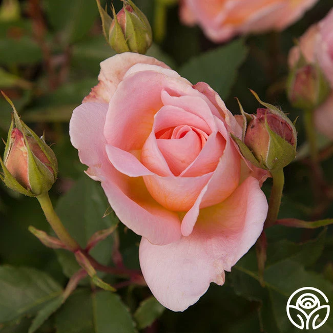 Desirée™ 7 Desirée™ - Image 5