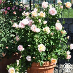 Desirée™ 13 Desirée™ -HEIRLOOM ROSES Sales desiree 8