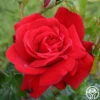 Sunbelt® Desmond Tutu -HEIRLOOM ROSES Sales desmond tutu 4 4