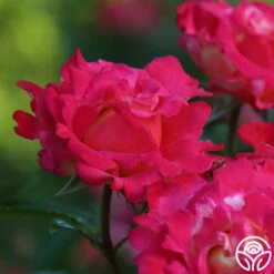 Dick Clark -HEIRLOOM ROSES Sales dick clark 19