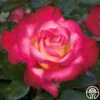 Dick Clark 1 Dick Clark -HEIRLOOM ROSES Sales dick clark 1 7