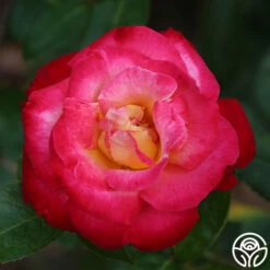 Dick Clark -HEIRLOOM ROSES Sales dick clark 3