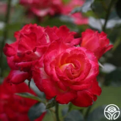 Dick Clark -HEIRLOOM ROSES Sales dick clark 4 8