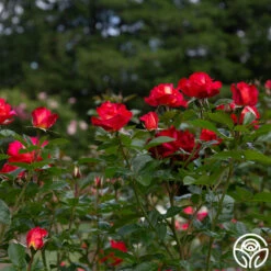 Dick Clark -HEIRLOOM ROSES Sales dick clark 7