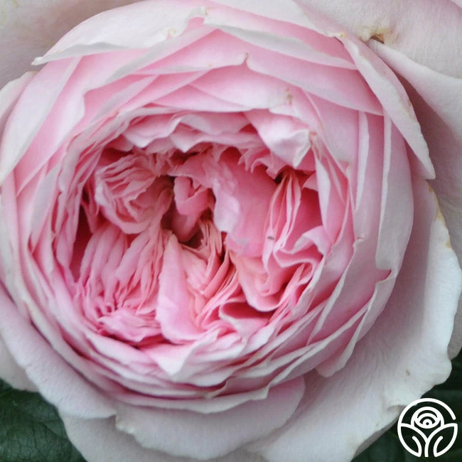 Discovery™ 6 Discovery™ - Image 4