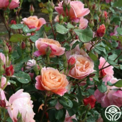 Distant Thunder™ -HEIRLOOM ROSES Sales distant thunder 1 6