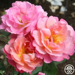 Distant Thunder™ -HEIRLOOM ROSES Sales distant thunder 2 6