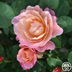 Distant Thunder™ -HEIRLOOM ROSES Sales distant thunder 3 1 1