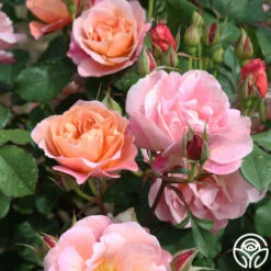 Distant Thunder™ -HEIRLOOM ROSES Sales distant thunder 5 3