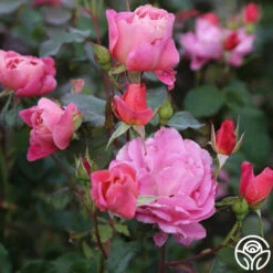 Distant Thunder™ -HEIRLOOM ROSES Sales distant thunder 6 2